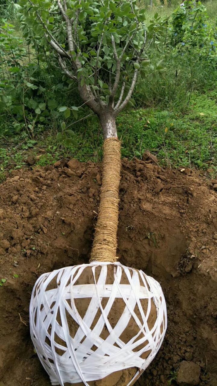 ����(sh��)������ľ���ԕr(sh��)���������������Ĥ��w