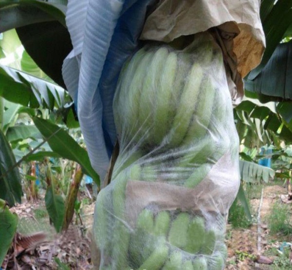 �㽶�����o(h��)��