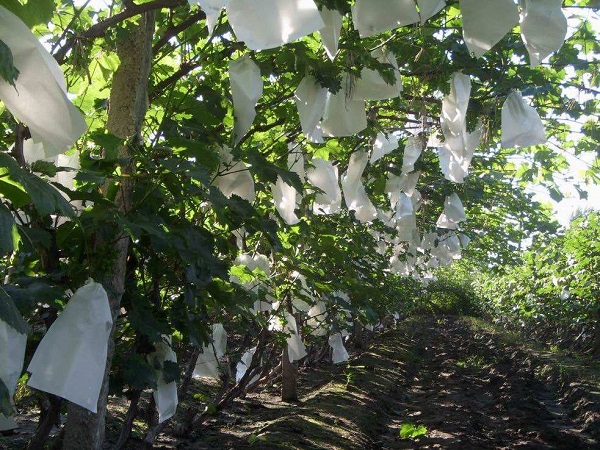 �������ü�ճ�o����