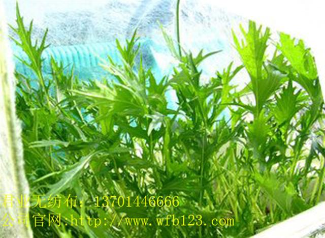 �r���߲˱��ط��x��PP��ճ�o���� [Ҏ(gu��)��