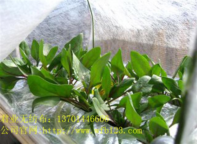 �r���߲˱��ط��x��PP��ճ�o�����S��