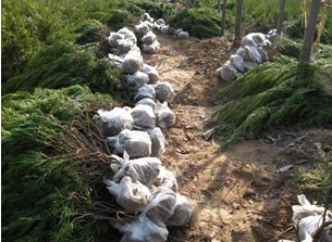 ��ľ���ԟo����