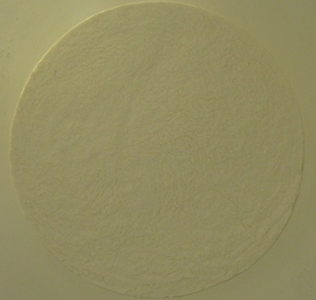 �o(w��)�������÷�ɢ��