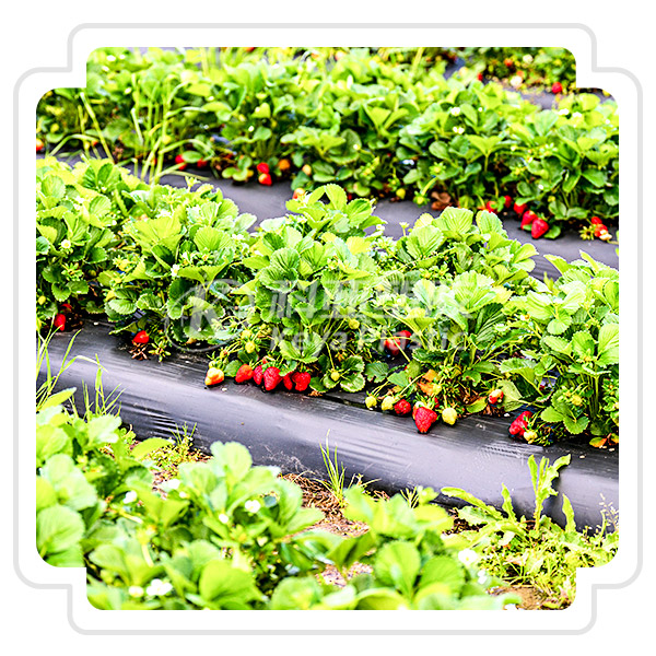 ���ݲ�����UVĸ��