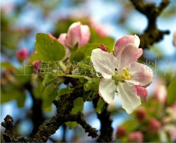 ����(y��ng)���܄��o����