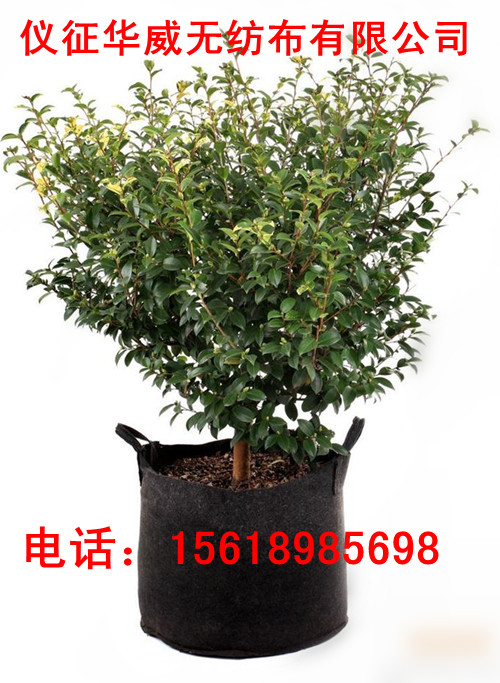 ֲ��� �Nֲ�� ��ֲ�� ֲ����o����