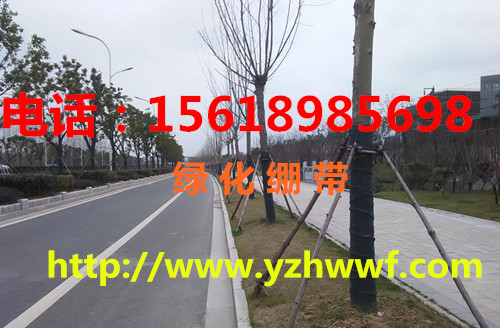 �G������ ֲ�ￇ�� ��ľ���ر���